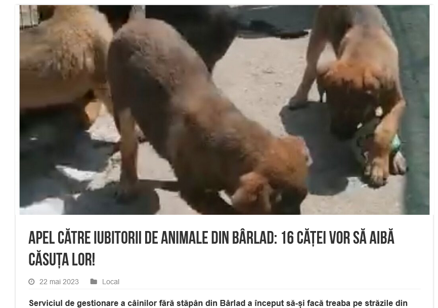 Apel către iubitorii de animale din Bârlad: 16 căței vor să aibă căsuța lor!