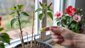 Hibiscusul în martie: o simplă mișcare de strângere dublează numărul de flori